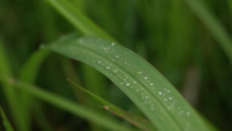 Grass-Background-With-Water-Drops