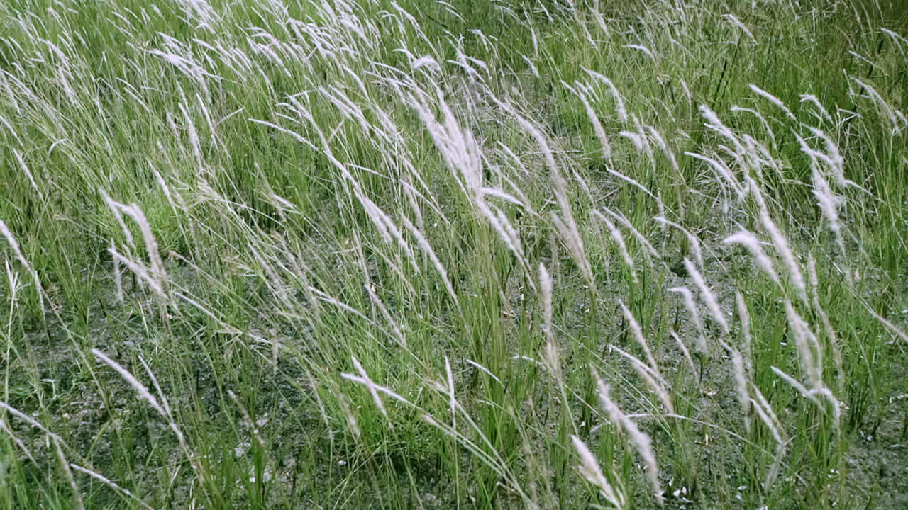 태국 방 외의 목초지에서 자라는 imperata cylindrica 또는 더 일반적으로 cogon grass로 알려진 왼쪽에서 오른쪽을 는