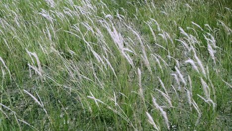 panning from the right to the left above the growing imperata cylindrica or more commonly known as cogon grass, in a pasture in the outskirts of bangkok, thailand