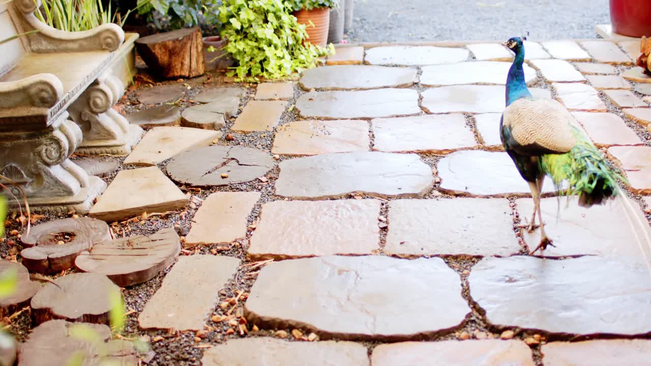 Close up of peacock walking on cobblestones, slow motion