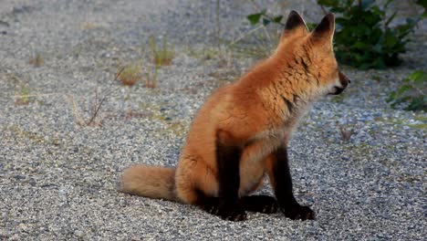 a baby fox waits for its mother to come back with food