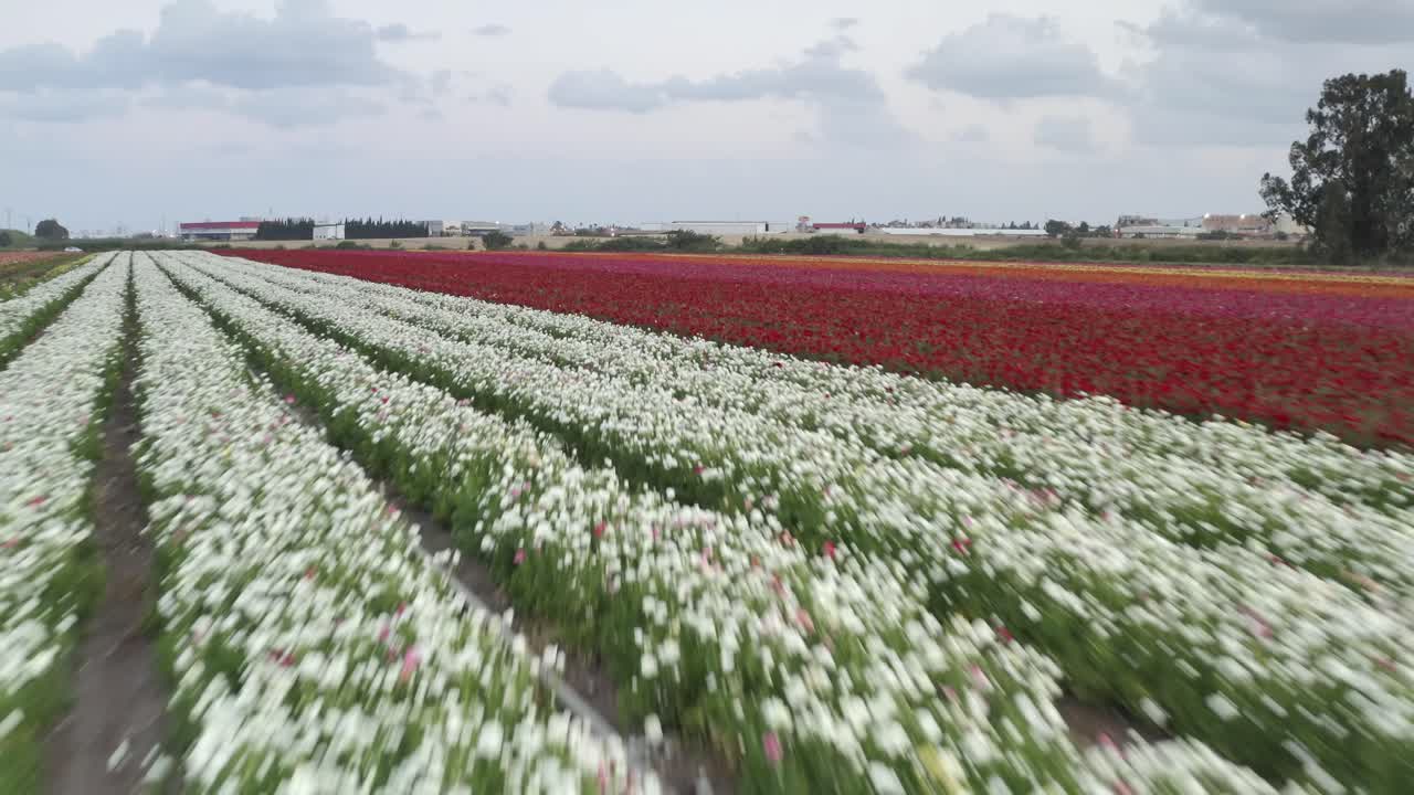красочное цветочное поле с воздуха