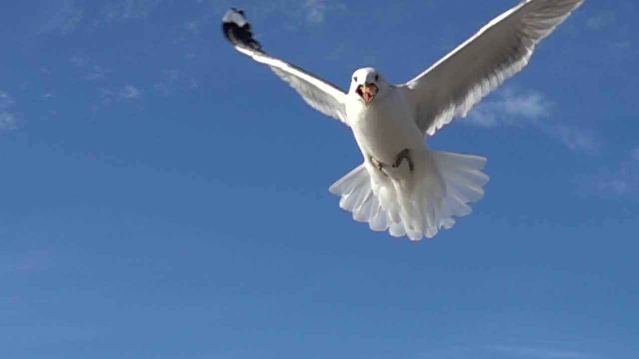 Gabbiani nel cielo. Movimento rallentato. Riprese di gabbiani.