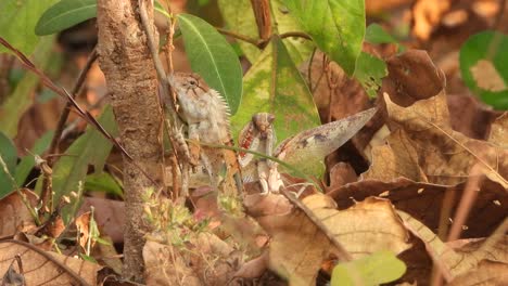 Zwei-Insekten-Oder-Jagd---Hebel-