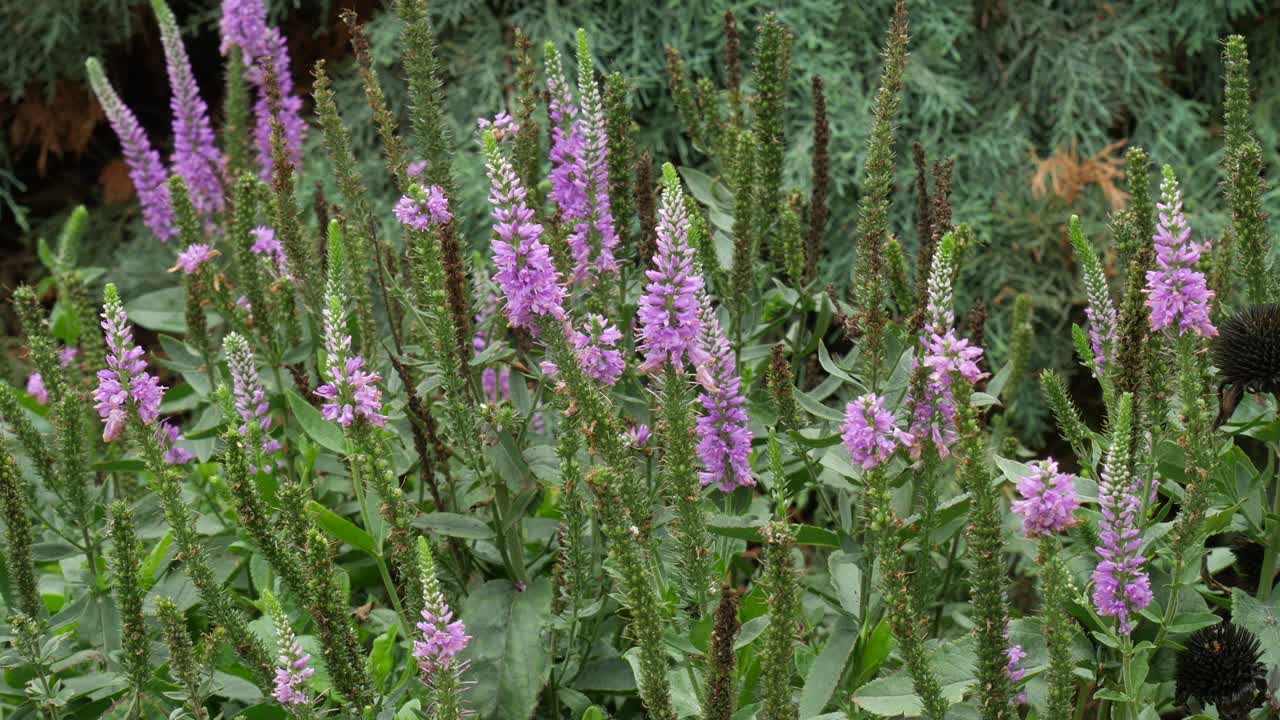 Lavender flowers, steady shot