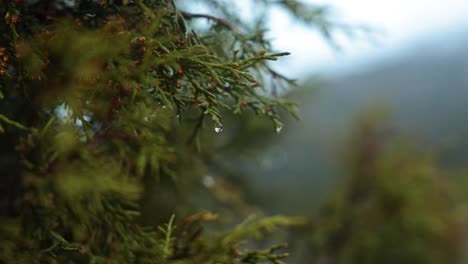 close view of a tree branch covered in rain, with water drops on the leaves, peaceful nature