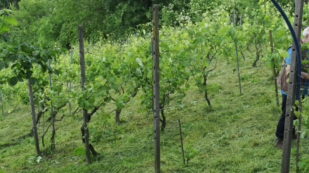 Experienced vintner pruning grapevines on rolling Italian hillside, verdant landscape and fruit tree framing rural agricultural scene under cloudy summer sky