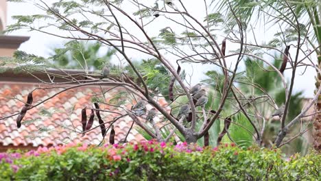 Birds Perched on a Tree