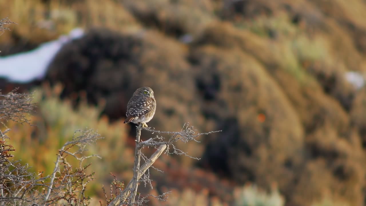 primer plano de un búho chuncho, glaucidium nanum, posado en una rama en el parque nacional torres del paine