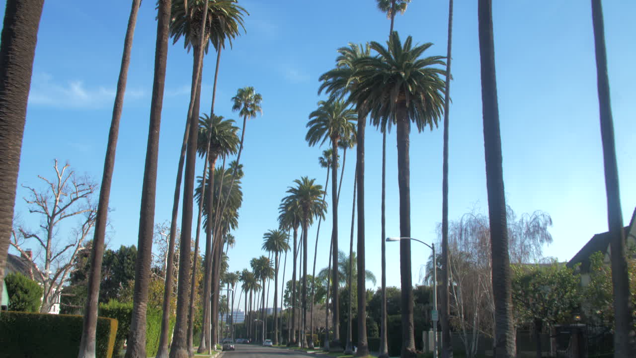 Splendida carrellata e panoramica sulla strada delle palme di Los Angeles, POV da un'auto