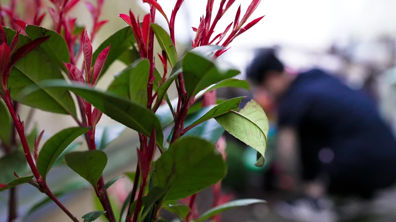 백그라운드에서 사람이 식물을 삽입하는 동안 포티니아 프라세리 레드 로빈 정원 식물 전경