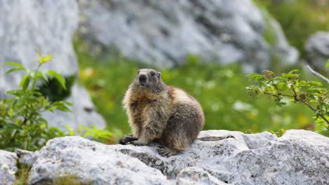 Marmota-Alpina-Sentada-Relajándose-Encima-De-Una-Roca-En-Su-Hábitat-Natural