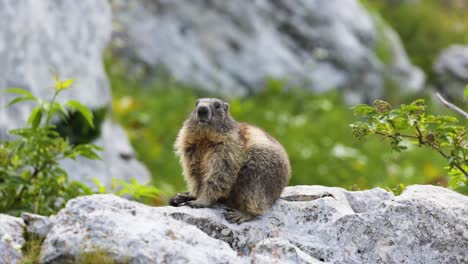 marmota alpina sentada relajándose en la parte superior de una roca en su hábitat natural