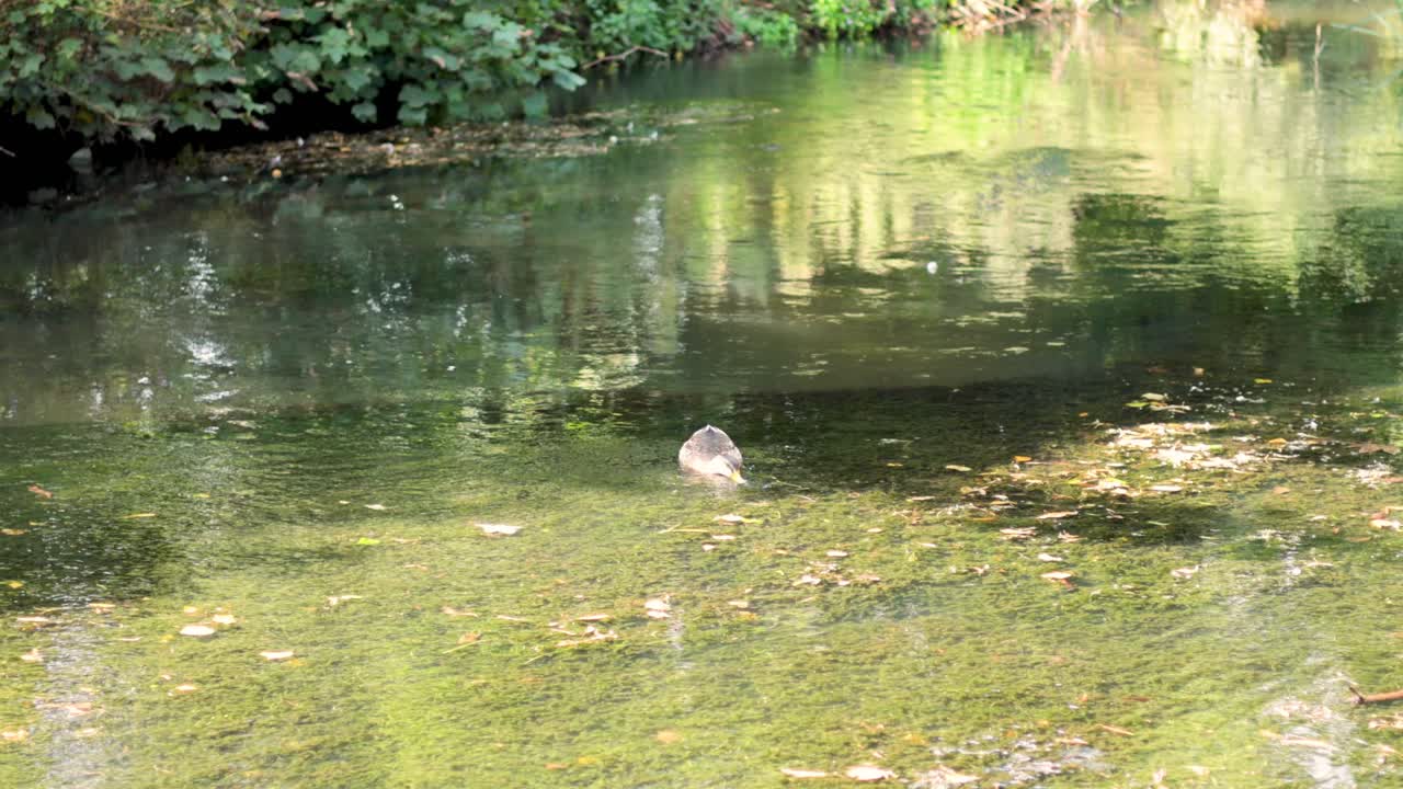 조용한 연못에서 수영하는 오리
