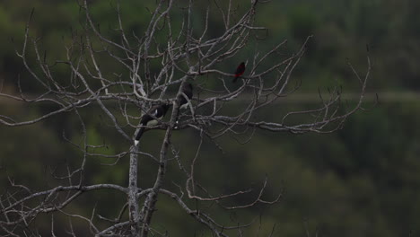 one red bird and two black and white birds flying around a tree, colombia