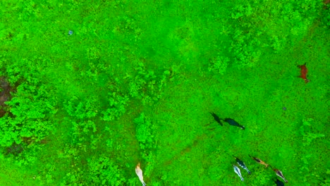 goat running grass in jungal drone fallow shot