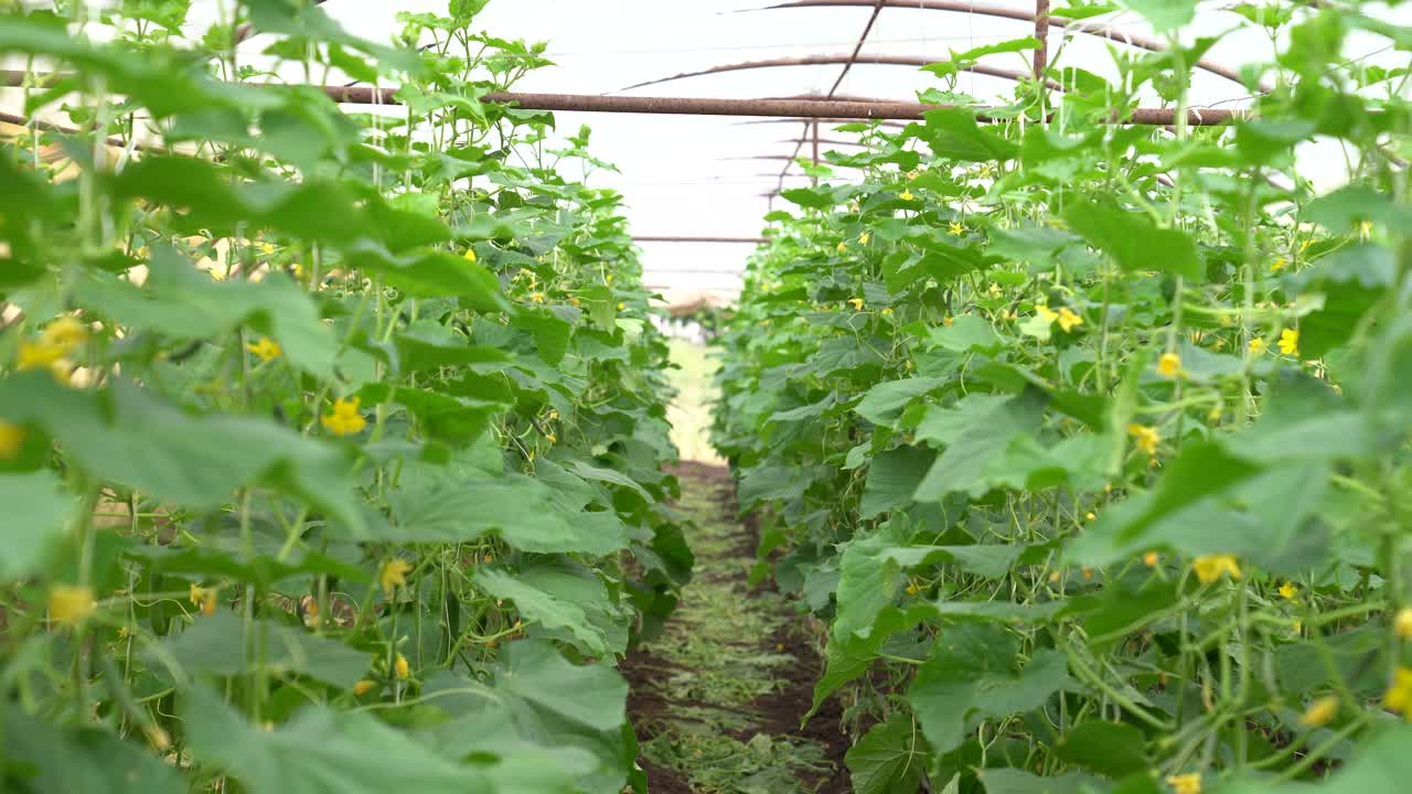 plantas de pepino verde que florecen bajo una estructura de invernadero, centradas en la agricultura ecológica