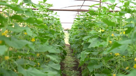 green cucumber plants blooming under a greenhouse structure, focusing on organic farming