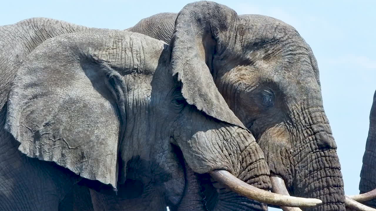 A detailed close up portrait of two majestic African elephants standing together