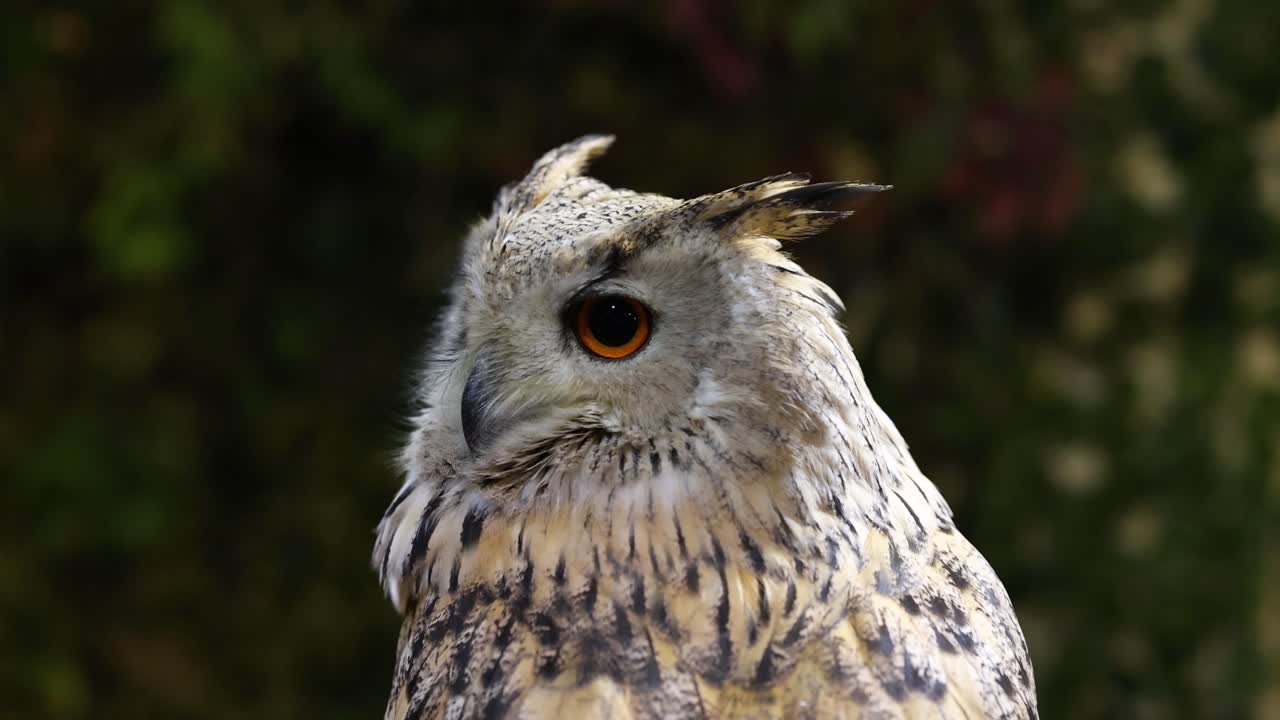부이는 머리를 돌리고, 주변 환경을 면밀히 관찰합니다.