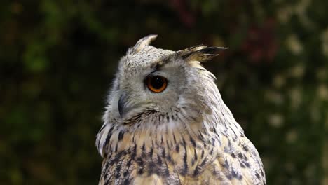 owl turning head, watching environment closely