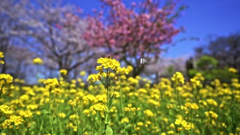 yellow flowers in foreground with beautiful pink sakura tree in blurred background