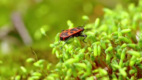 Feuerwanze,-Pyrrhocoris-Apterus,-Ist-Ein-Häufiges-Insekt-Aus-Der-Familie-Der-Pyrrhocoridae.