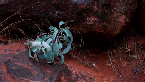 close up shot of a plant trying to grow between the red rocks found in death valley, california