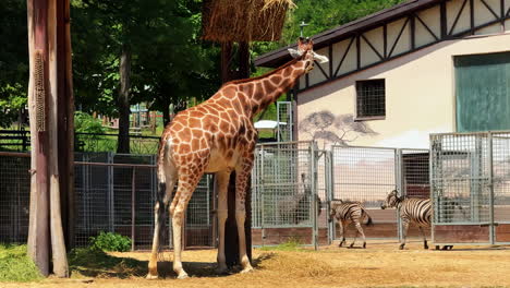 giraffe by zoo feeding area. a giraffe stretches its neck while approaching a feeding area at a zoo on a sunny day