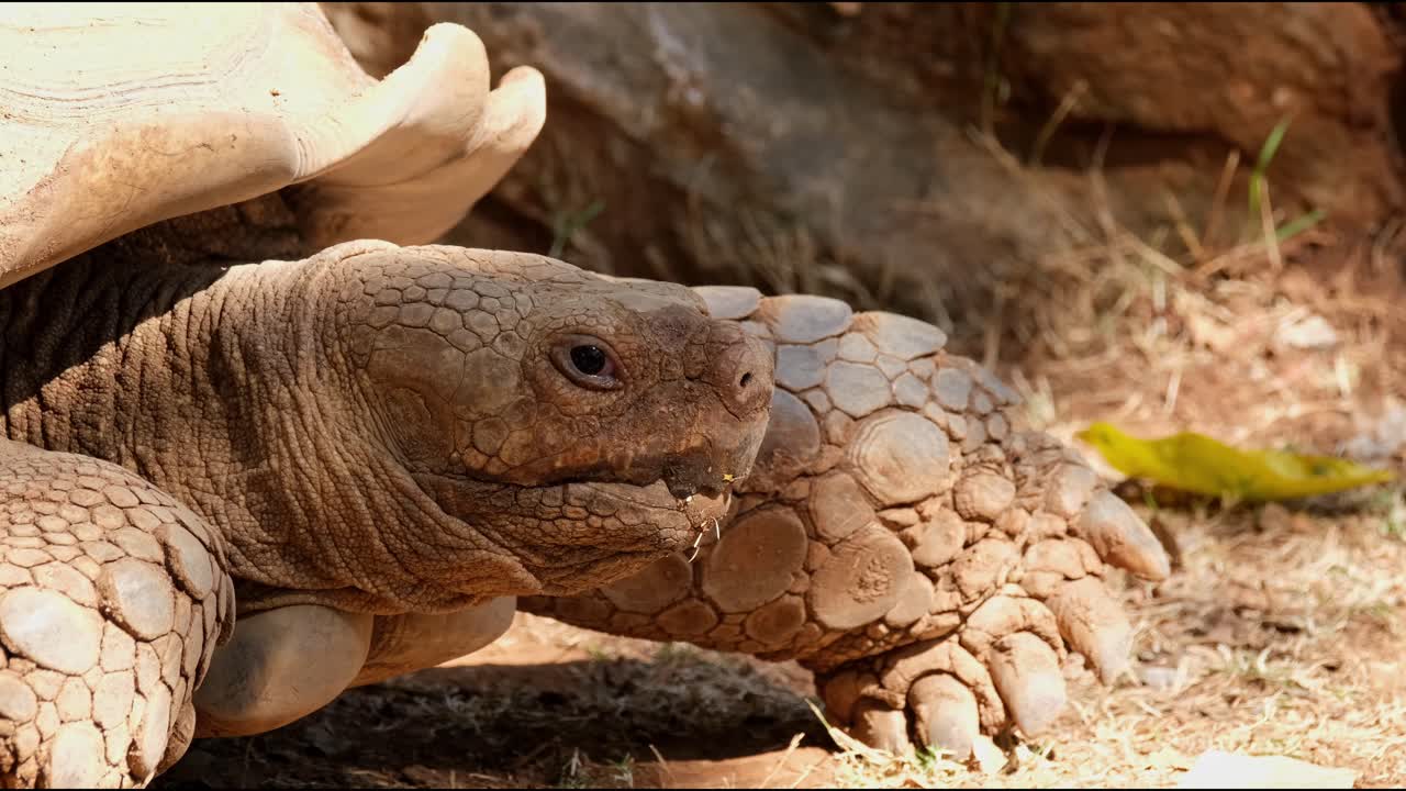 Zoom ud af et portræt af et individ under eftermiddagssolen, afrikansk sporeskildpadde Centrochelys sulcata, Afrika