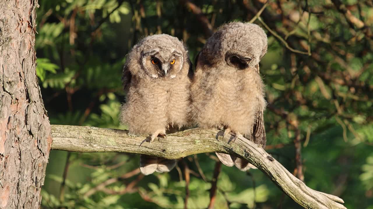 Due giovani gufi comuni dalle lunghe orecchie appollaiati su un ramo di un albero in una foresta, che osservano ciò che li circonda