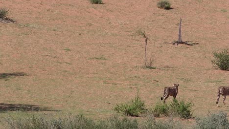 dos guepardos africanos caminan por el árido paisaje del desierto de kalahari