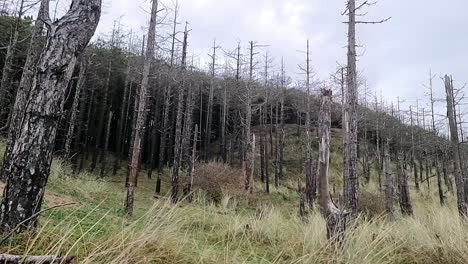 Newborough-Forest-Küstenerosion-Verwitterte-Schäden-An-Waldbäumen-Entlang-Der-Küste-Von-Anglesey