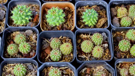 Aerial view of neatly arranged cacti in pots, showcasing vibrant green hues and geometric patterns in natural lighting