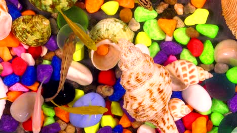 fishes in underwater in colorful aquarium