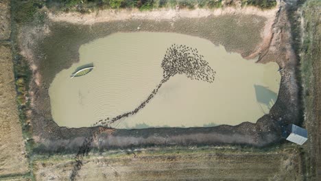 aerial footage of moving patterns made by a raft of natural ducks following each other to a pond for a swim and bathe