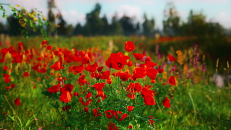 amapolas rojas floreciendo en un campo