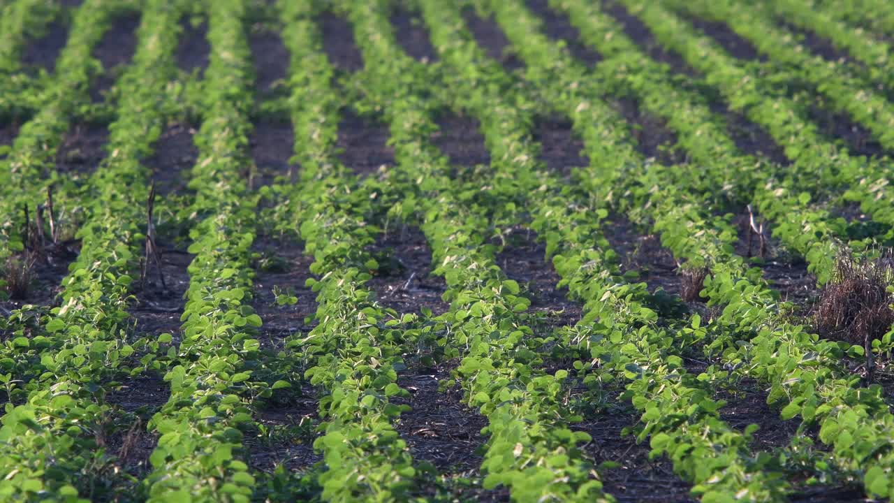 The leaves of soy in a sown field are moved by a gentle breeze