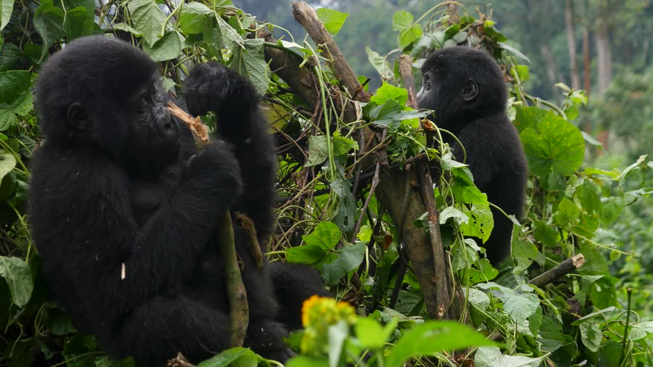 A close-up 4K gimbal shot of endangered young mountain gorilla siblings, living among their natural jungle habitat, Bwindi Impenetrable Forest National Park of Uganda, Africa