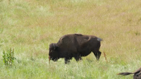 búfalo bisonte pastoreo hierba prado cerrar 4k