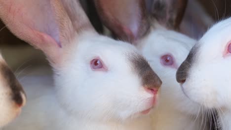 a group of white rabbits in a cage on a farm