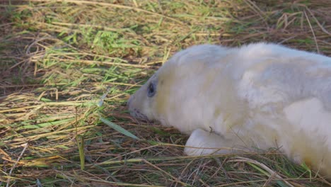 Breeding-season-for-Atlantic-Grey-seals,-revealing-newborn-pups-with-white-fur,-mothers-nurturing-and-bonding-in-the-warm-November-evening-sun