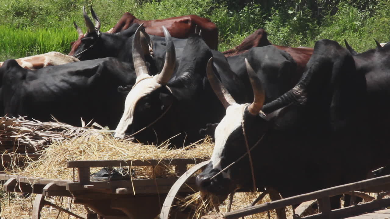 Herd Of Cows Eating Fresh Hay From Carts In Madagascar. Locked Off