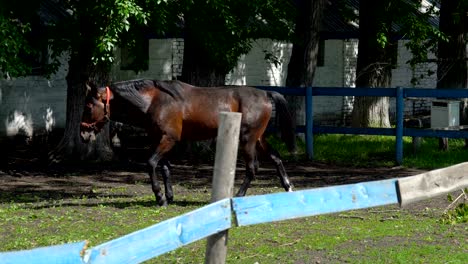 dark brown horse with a black mane impressively walks the paddock. the horse is in the paddock next to the stables. sunny summer day on the farm.