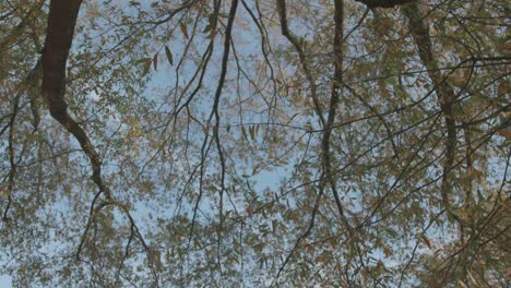 Low-angle-of-tree-branches-with-autumn-leaves-falling