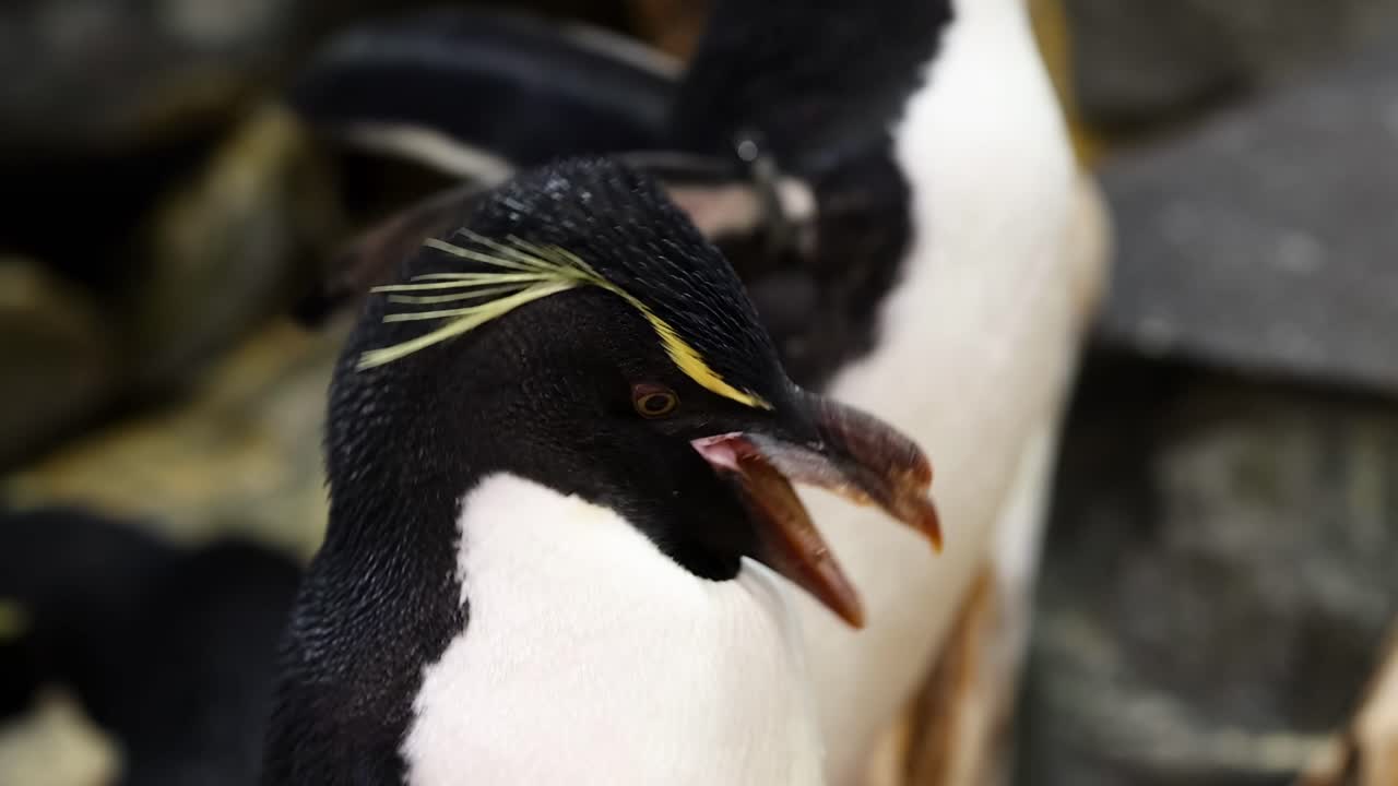 A group of penguins with striking yellow crests stand closely together on rocky ground.