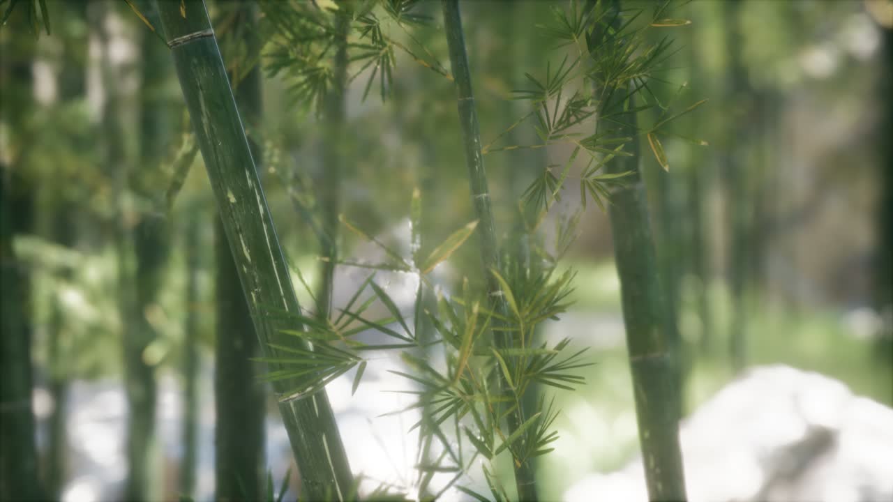 fondo de bosque de árboles de bambú verdes