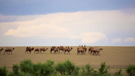 herd of bactrian camels walking in gobi desert, mongolia on windy day