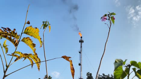 static low-angle view of burning flare stack refinery industry, flowers in front