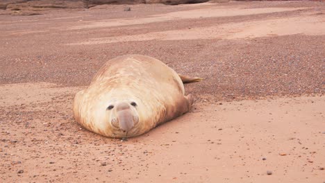 Circular-view-of-a-young-male-Elephant-seal-resting-on-the-sandy-beach-with-its-strange-nose